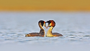 İzmir'in Gediz Deltası'nda Kuş Göçü İzleme Programı başladı 
