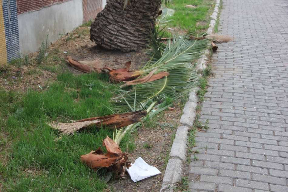 İzmir simgesini kaybediyor! Bir haftada 22 palmiye kesildi