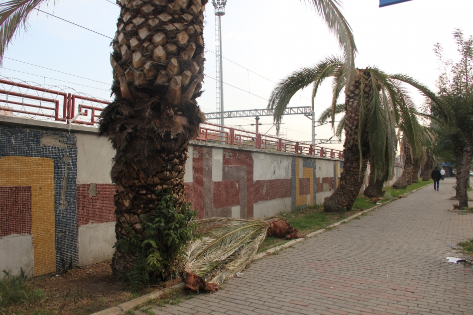 İzmir simgesini kaybediyor! Bir haftada 22 palmiye kesildi