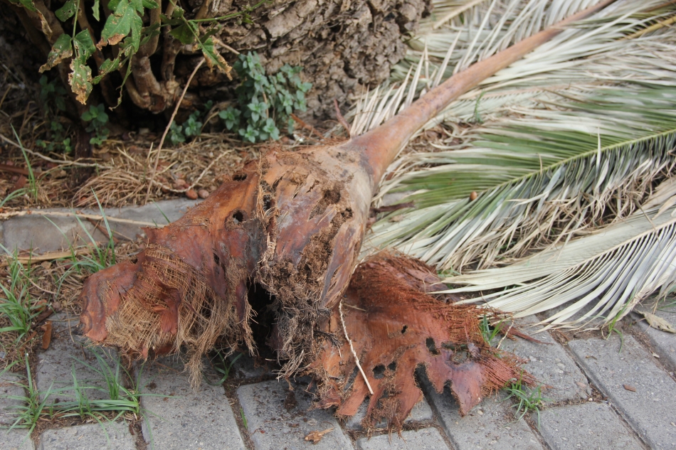 İzmir simgesini kaybediyor! Bir haftada 22 palmiye kesildi
