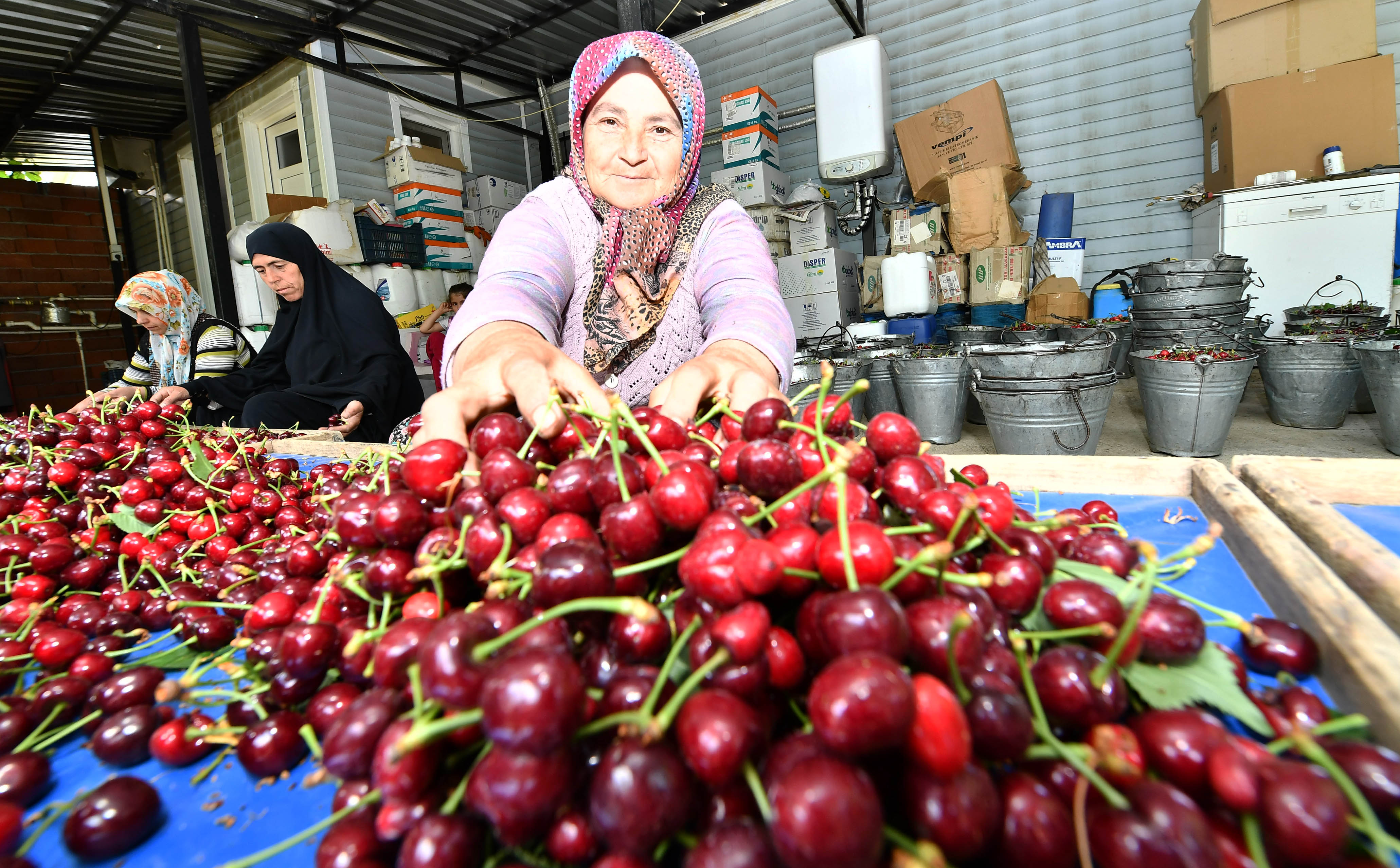 Kemalpaşalı Kiraz Üreticilerine Büyükşehir Desteği