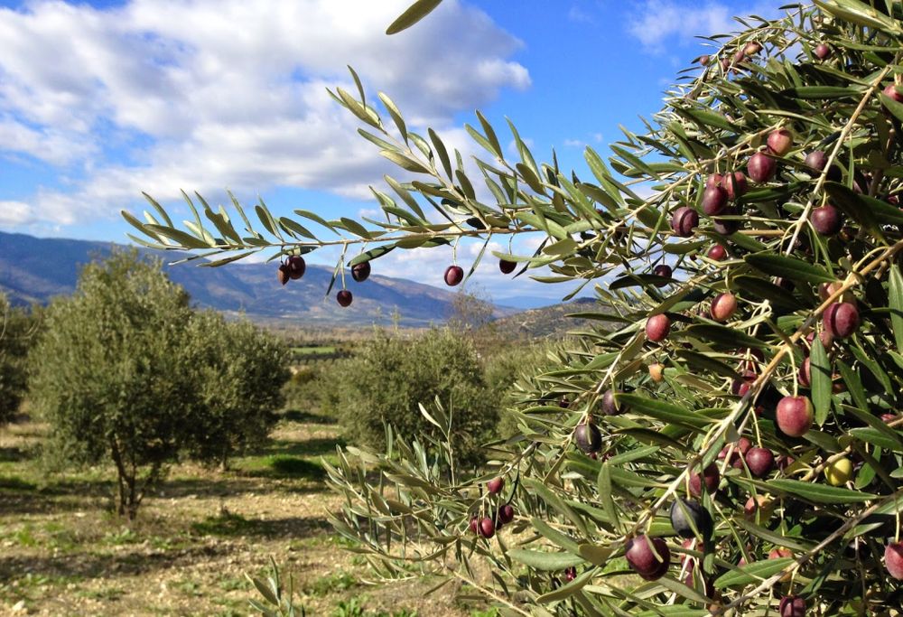 Tabii ki zeytin!