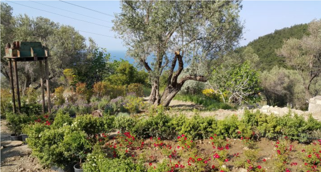 Zeytin bilimle buluştu