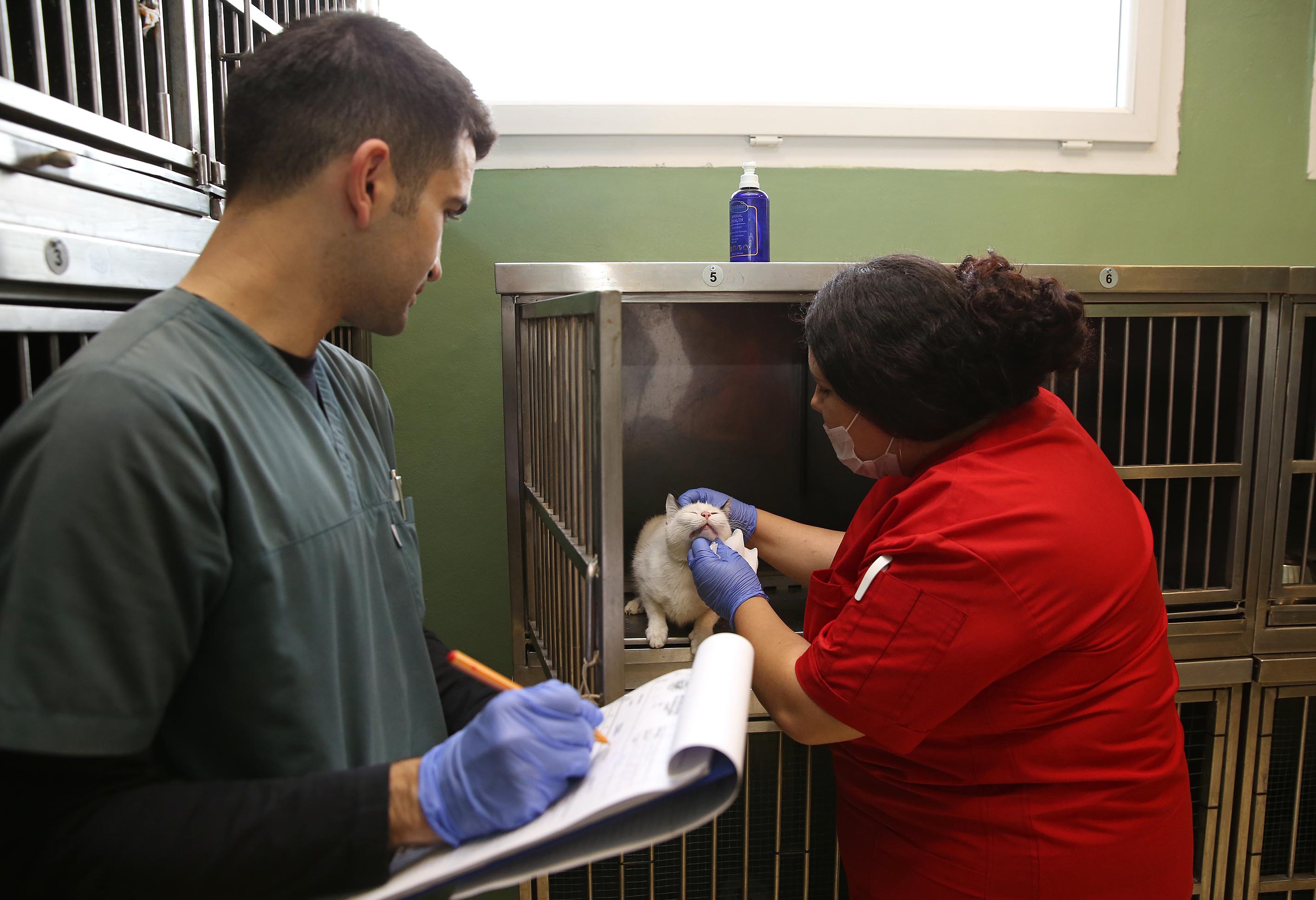 Buca Belediyesi'nden sokak hayvanlarına tıbbi destek