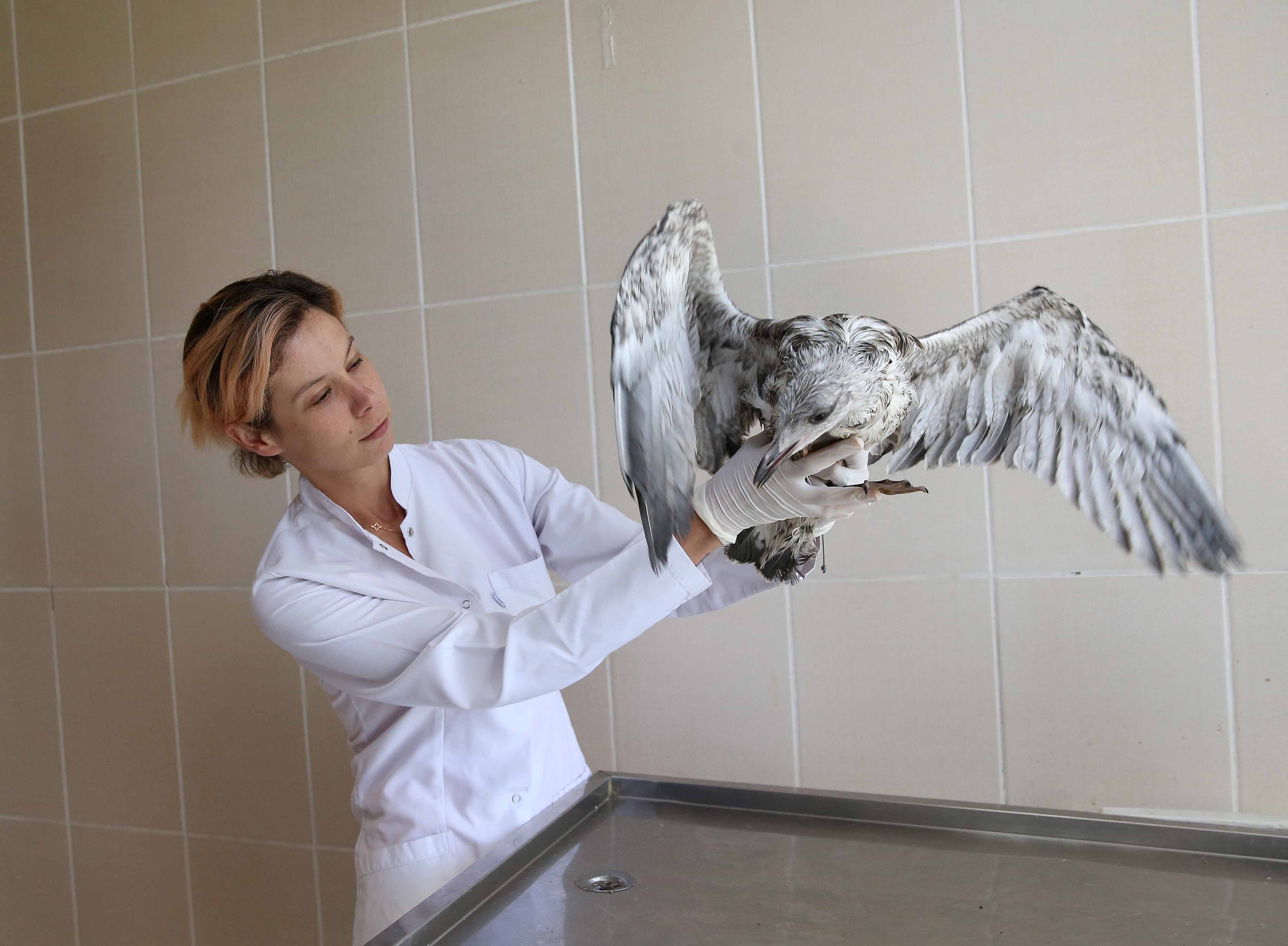 Karşıyaka’da ‘yavru martı’ seferberliği