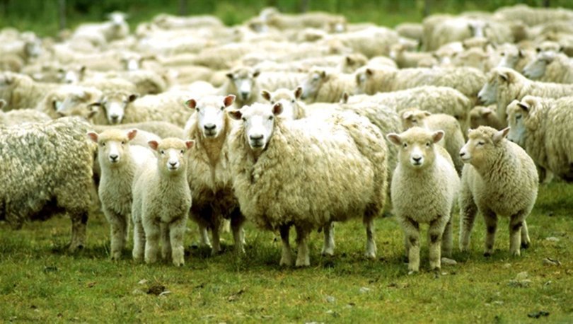 Kurban Bayramı tatili 9 gün olacak mı? Bakan Albayrak'tan açıklama