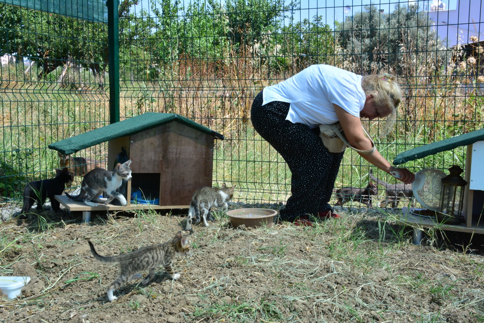 Torbalı'da sokak hayvanları artık sahipsiz değil