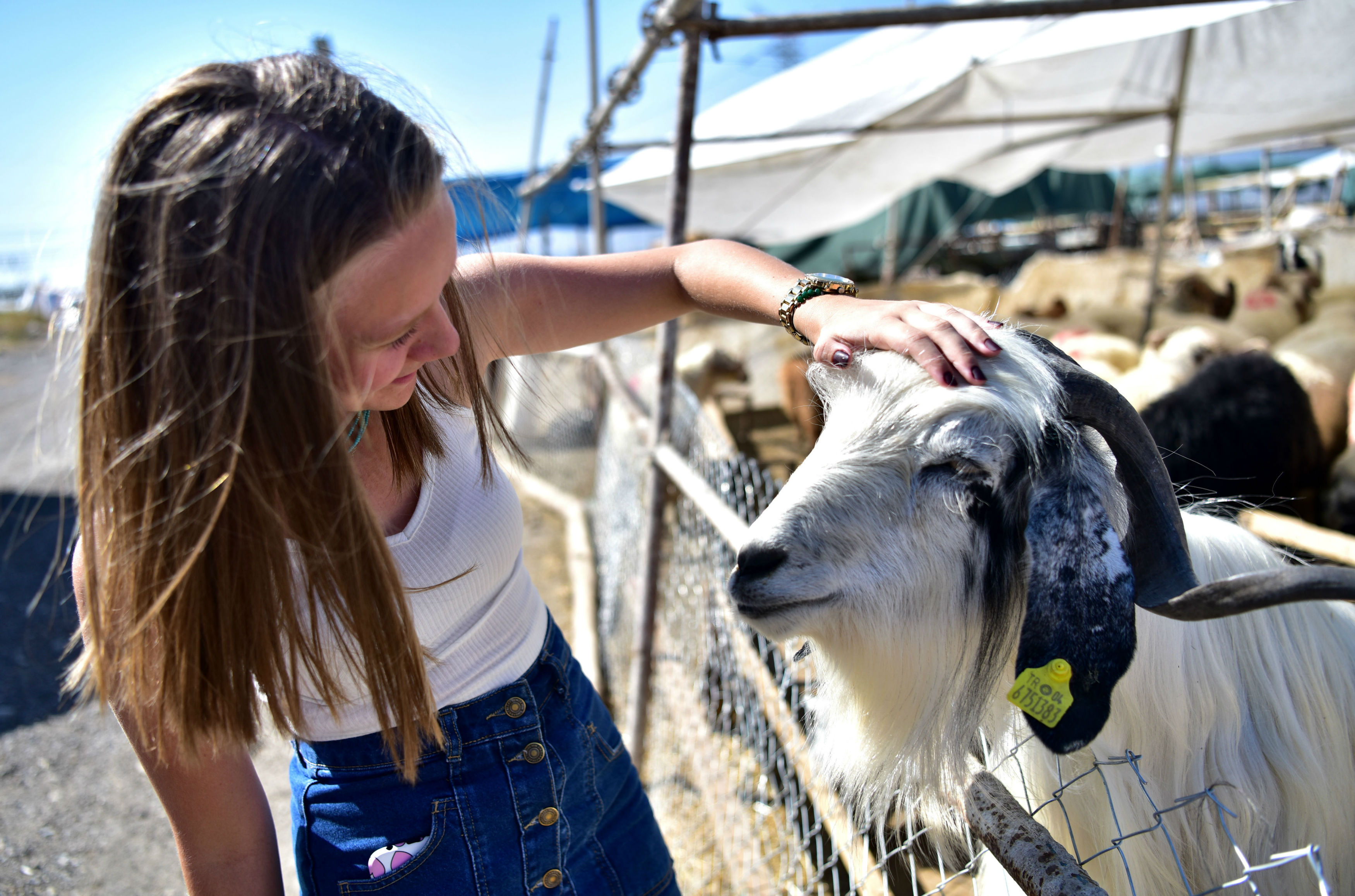 Bornova Belediyesi hijyenik satış ve kesim alanıyla Kurban Bayramı'na hazır