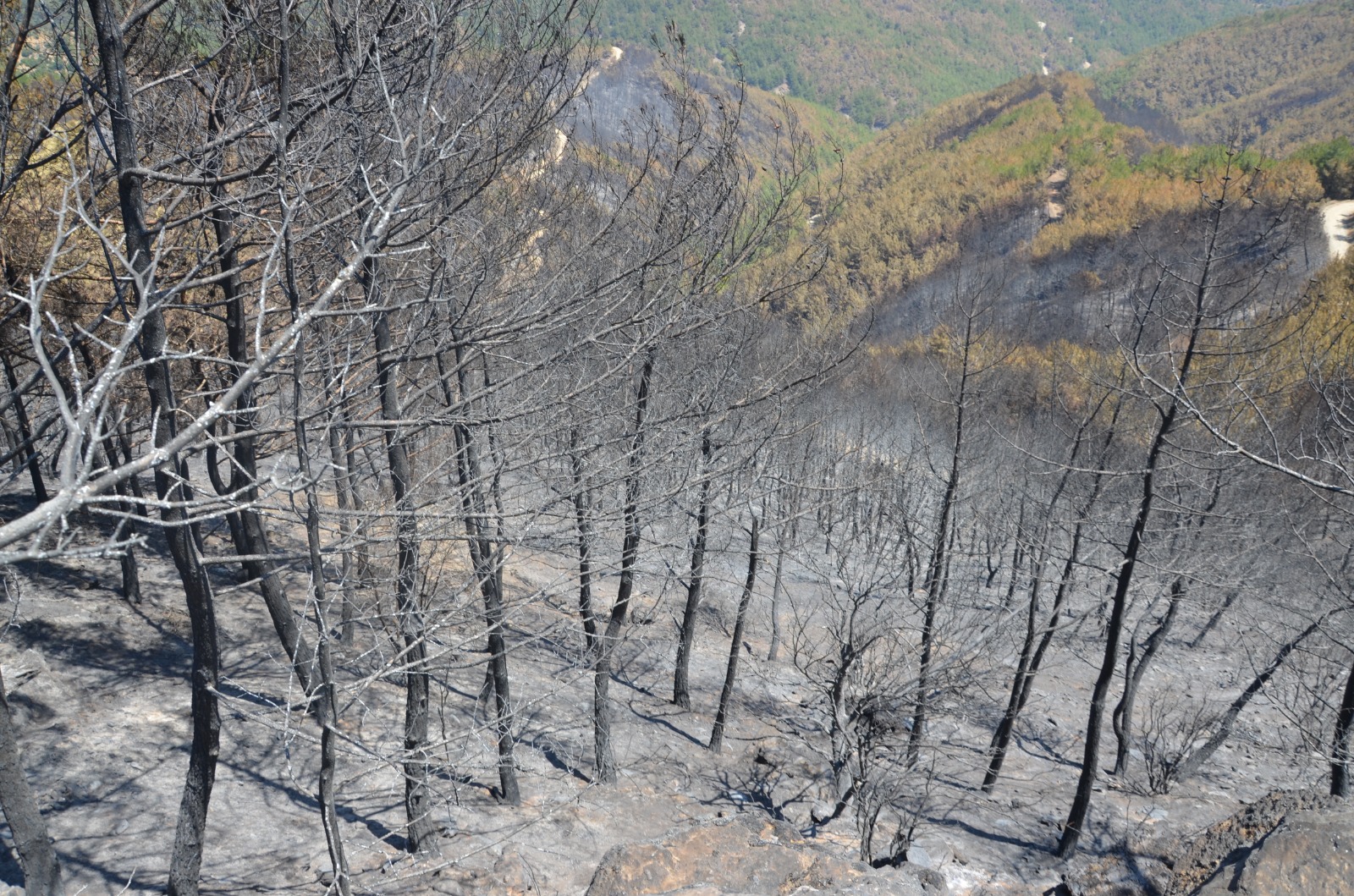 Yangın bölgesinde hayrete düşüren soru: 