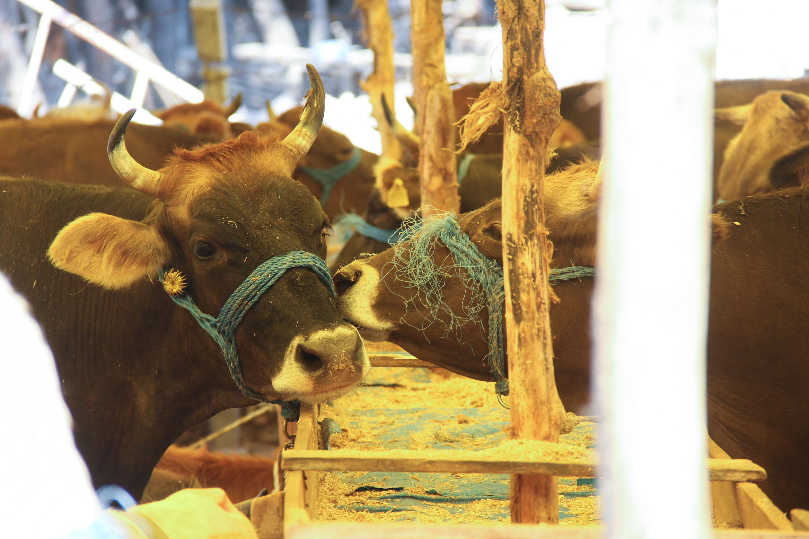 Buca Belediyesi'nden usulsüz kesime ceza yağacak
