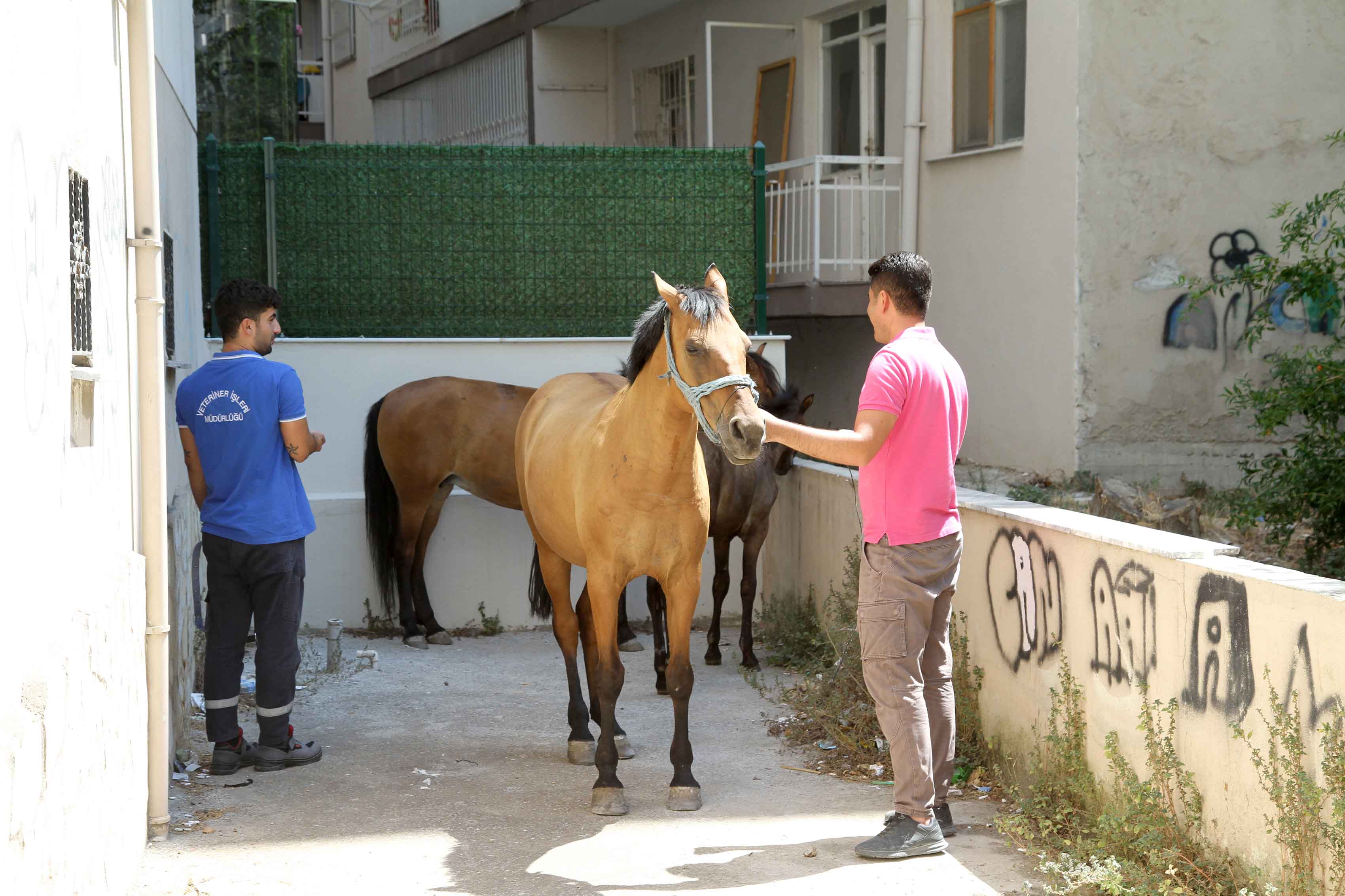 Vatandaşlar istedi, Başkan Tugay harekete geçti: Karşıyaka’da ‘başıboş at’ operasyonu