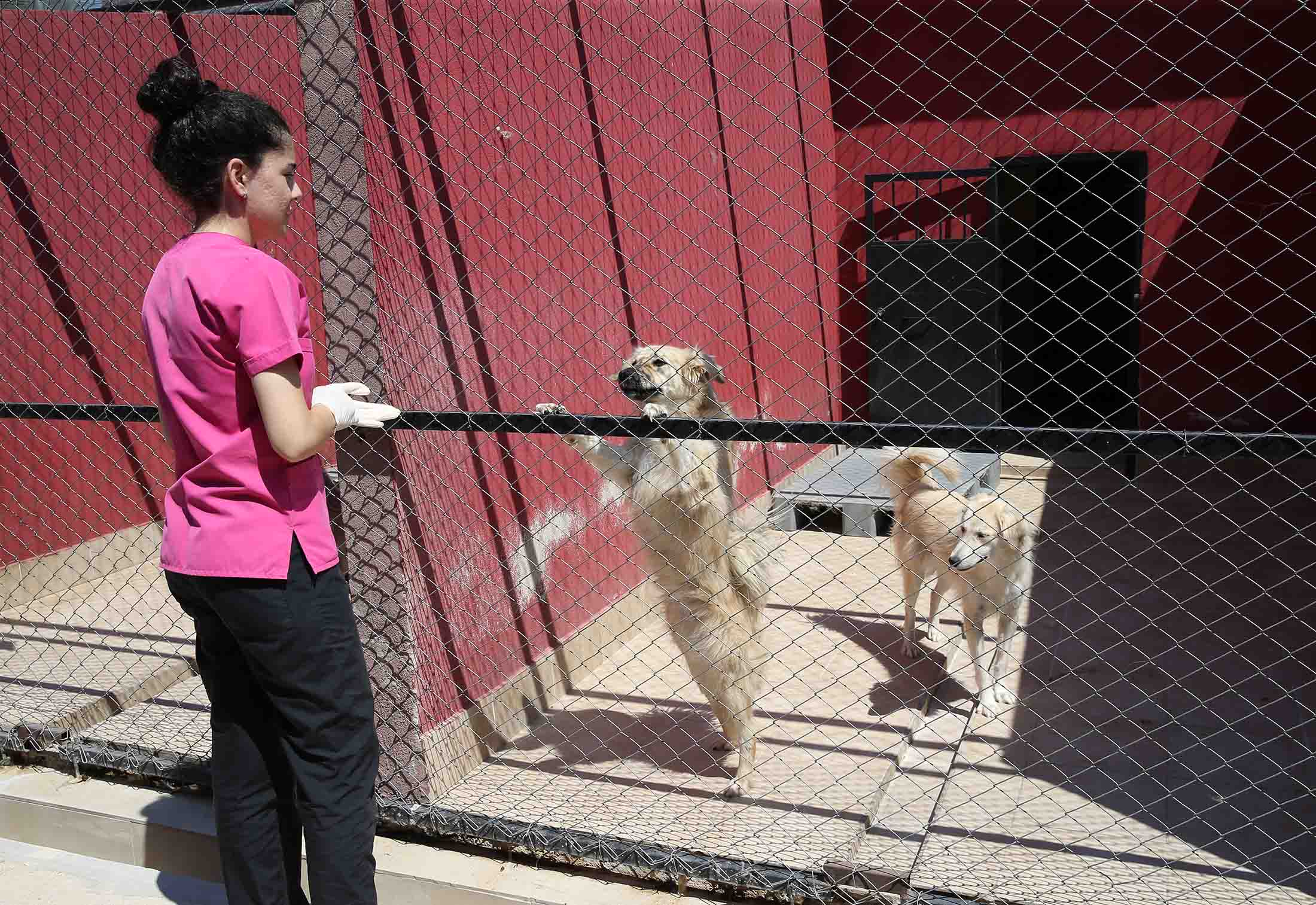 Karşıyaka Belediyesi sahipsiz can dostlara yuva arıyor