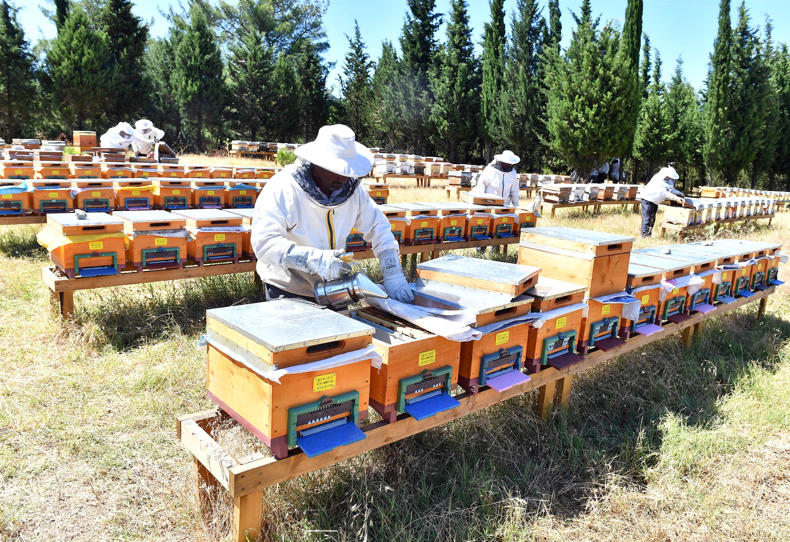 Tahtalı Barajı’nda “bal ormanı” kuruldu sıra markalaşmada!
