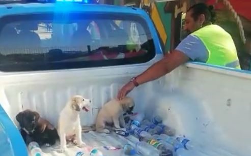 Yavru köpeklere uzanan yardım eli onları tekrar hayata döndürdü