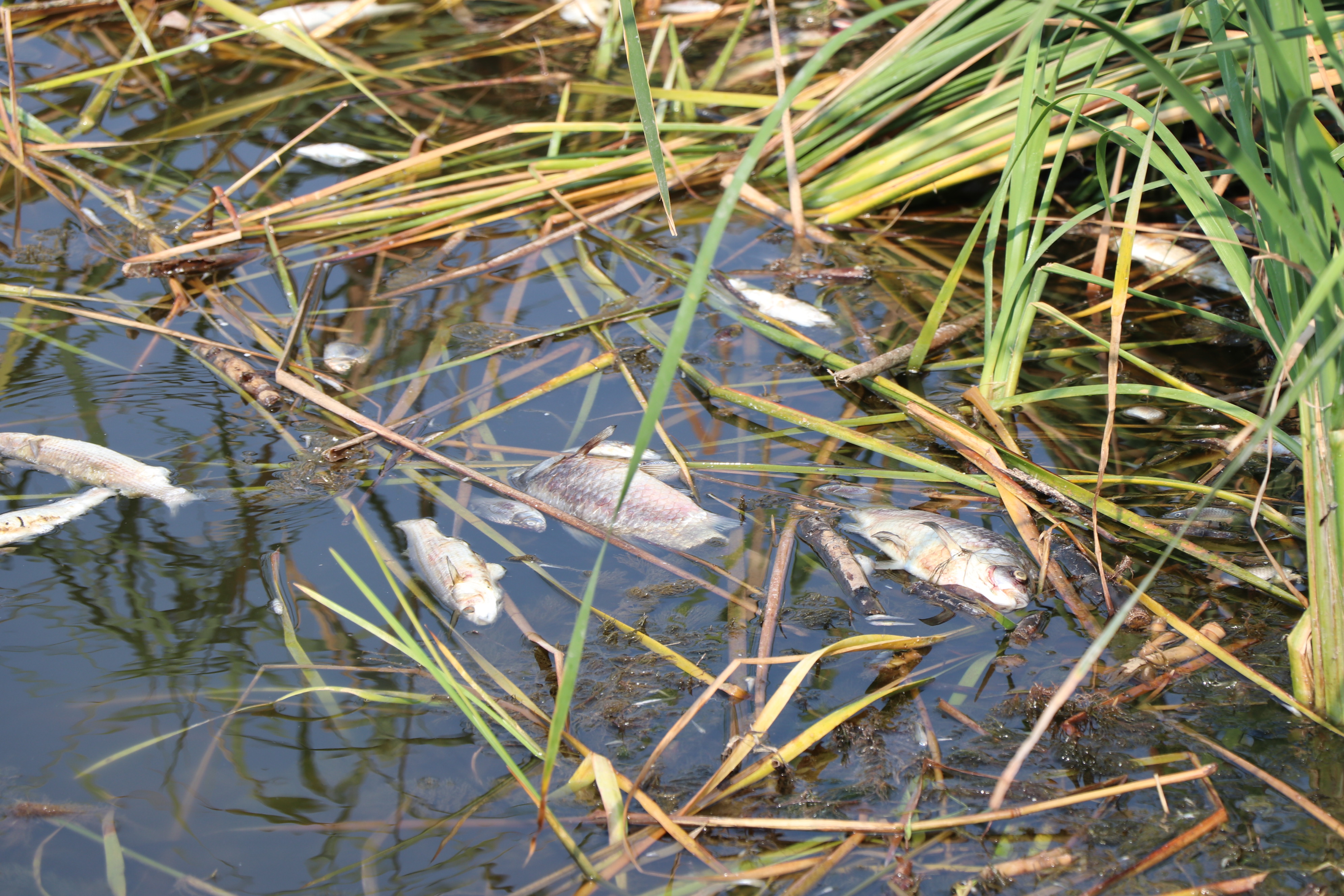 Selçuk'taki balık ölümlerinin nedeni araştırılacak