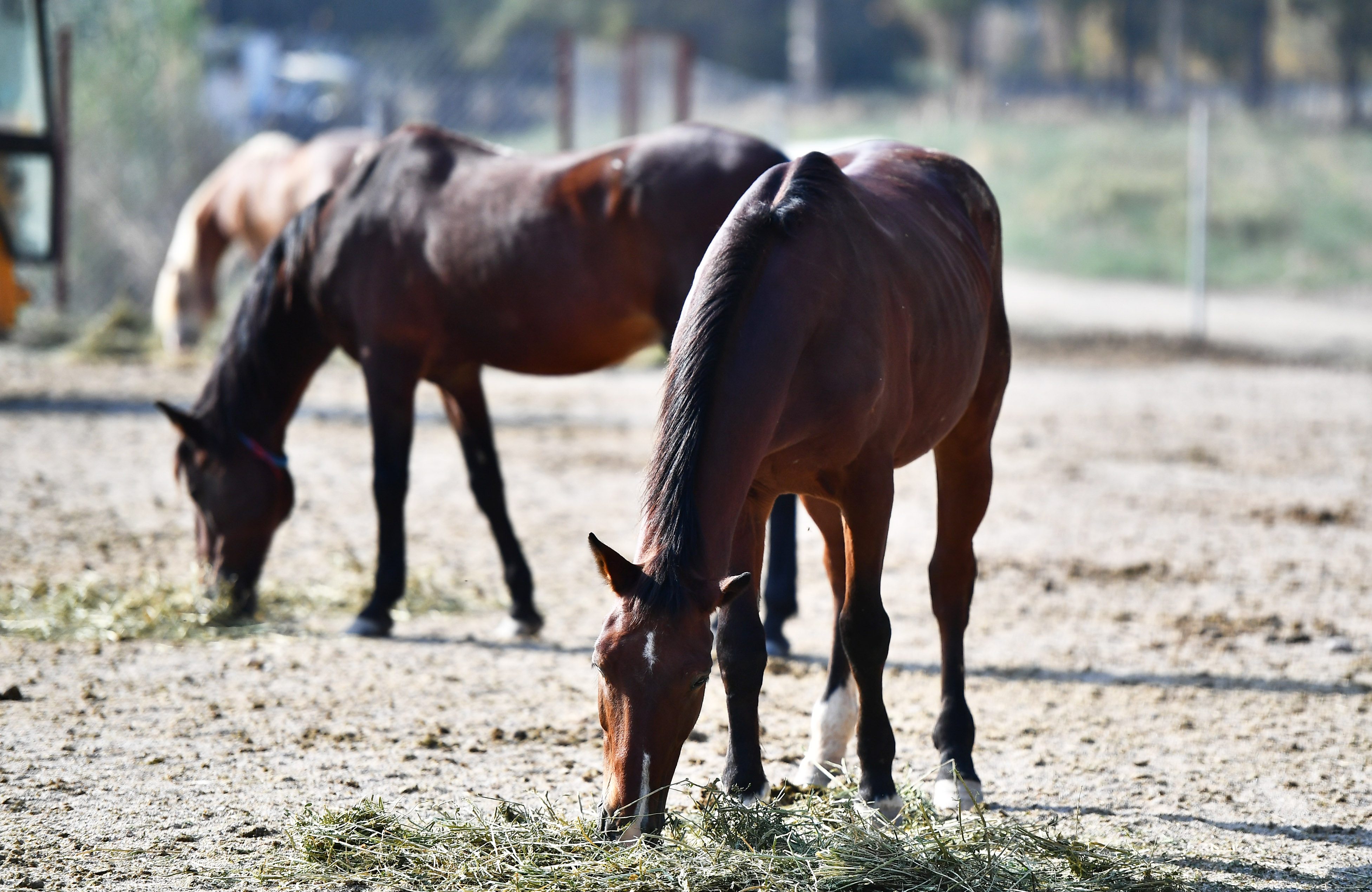 Faytondan kurtulan atlar İzmir Doğal Yaşam Parkında