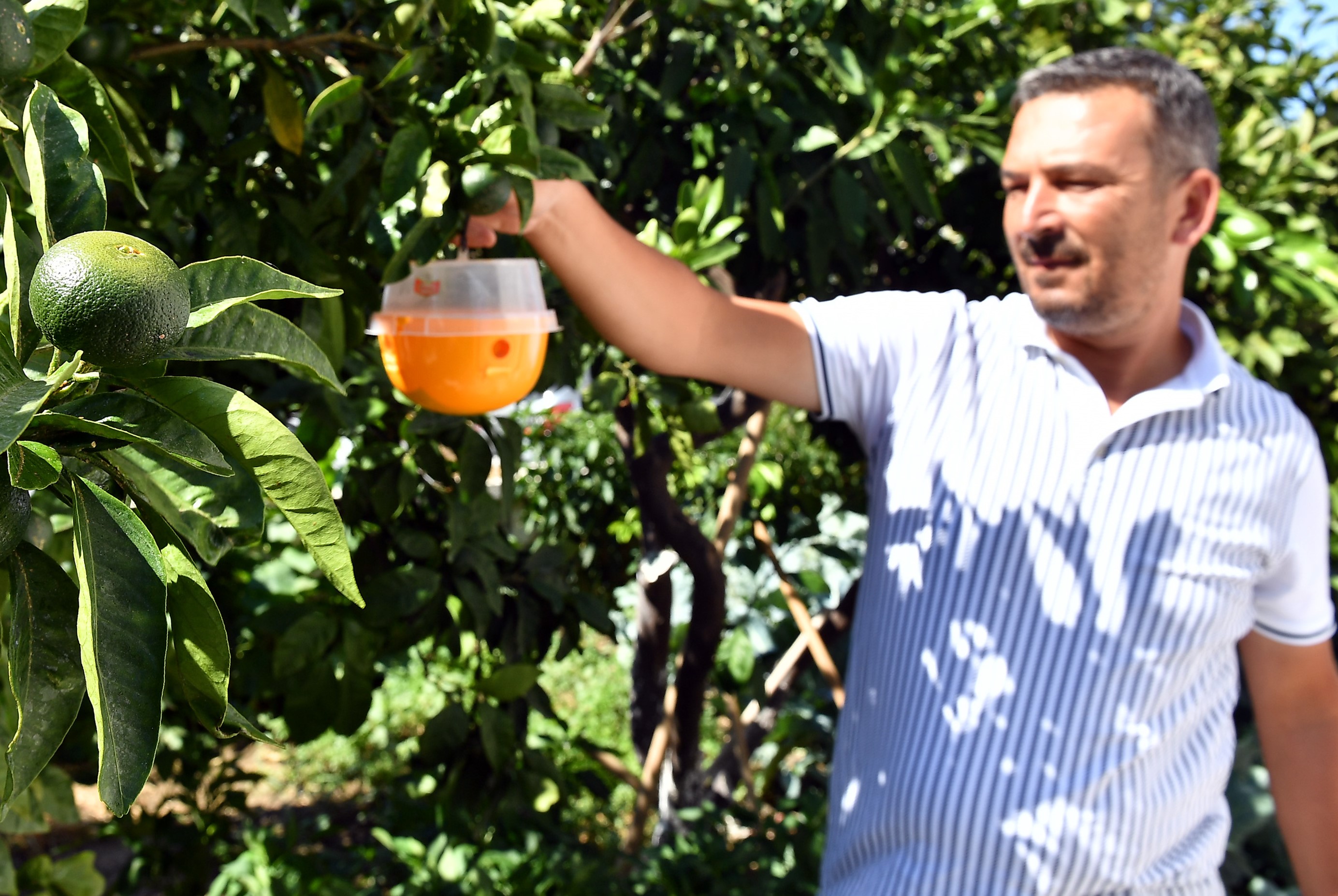 İzmir Büyükşehir o soruna el attı: İşte binlerce ağacı kurtaran çözüm