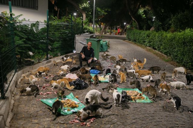 İzmir'in kanatsız meleği: 300 sokak hayvanına bakıyor