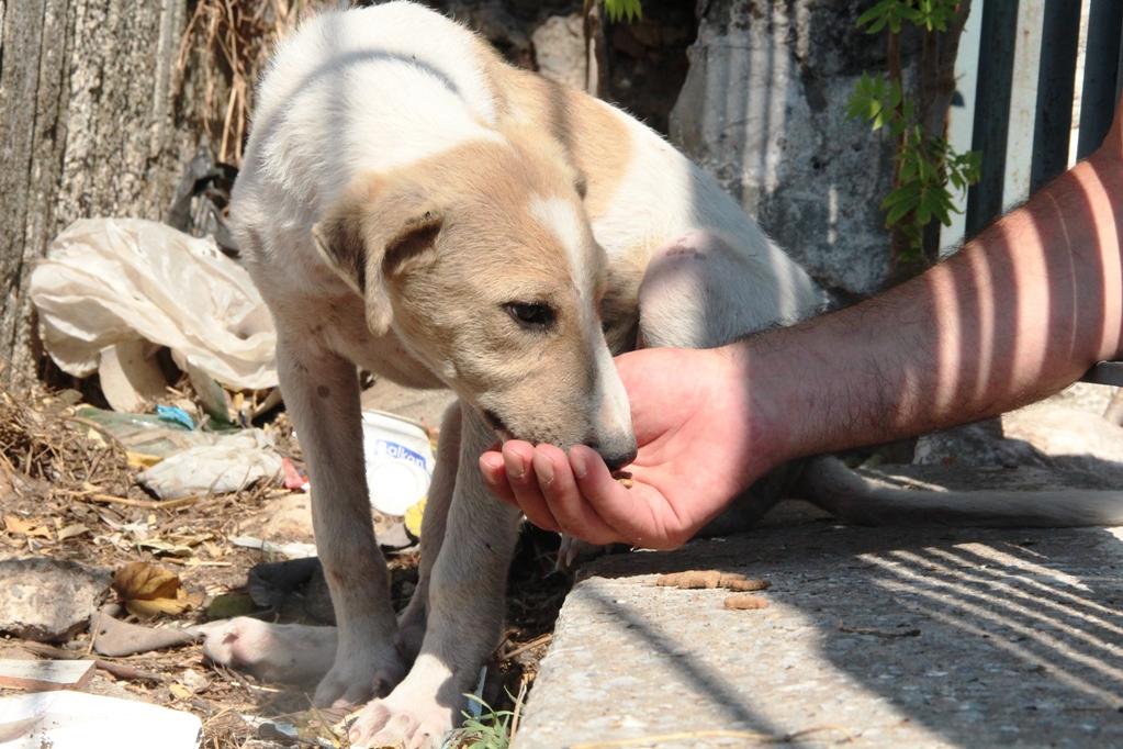 Tüm kurumlar sınıfta kaldı. Korona'da sokak hayvanı sayısı İzmir'de patladı