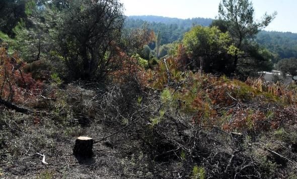 İzmir'in akciğerleri rantçılara teslim!