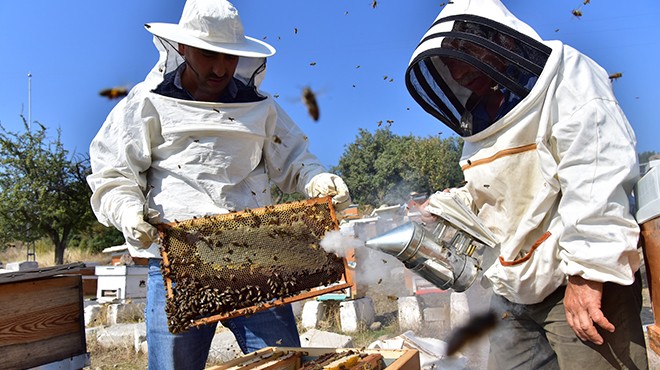 Bornova'da bal hasadı başladı