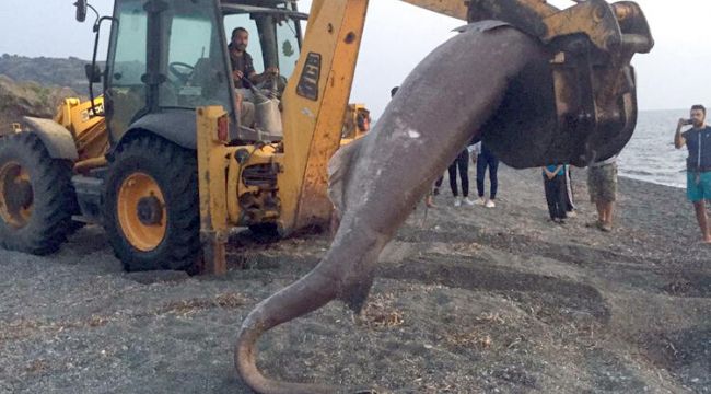 Seferihisar'da köpekbalığı şoku!