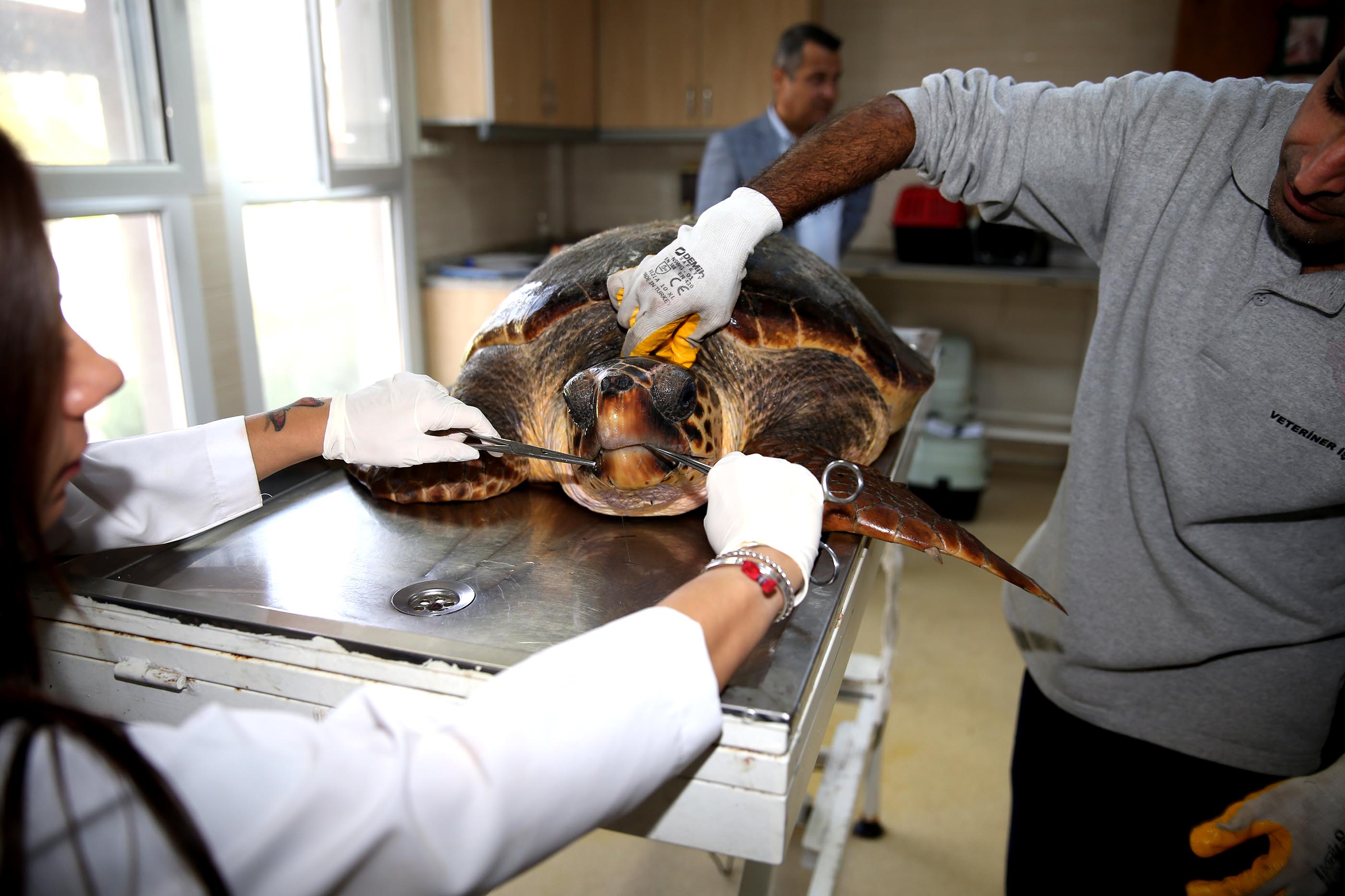 Bostanlı Sahili'nde caretta caretta alarmı!