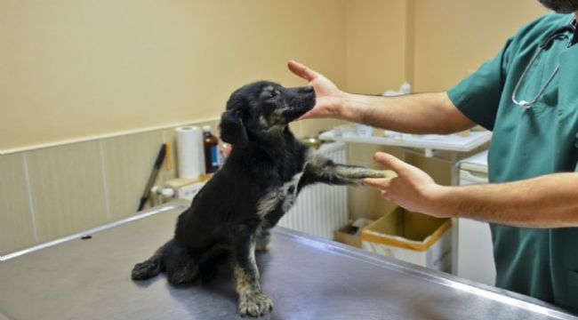 Narlıdere'de sokak hayvanlarının sağlığı koruma altında