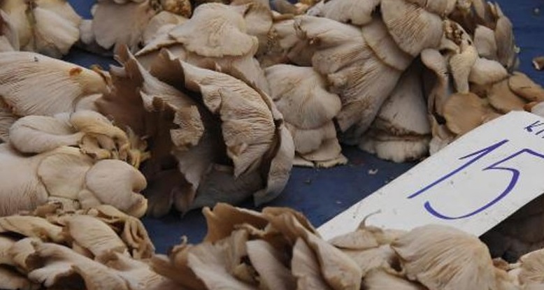 Uzmanlardan hayati mantar uyarısı: Kültür Mantarı tüketin!