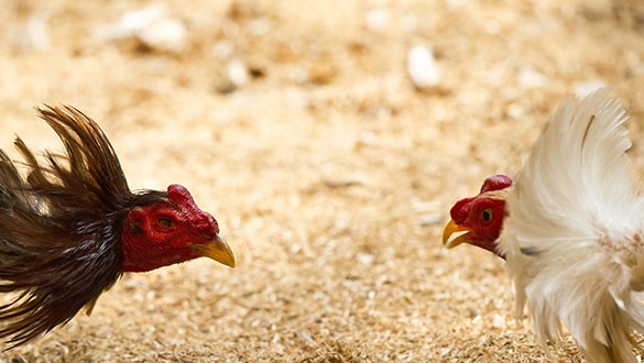 Hayvanları koruma derneğinde skandal! Koruyacakları horozları dövüştürdüler