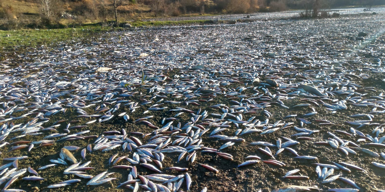 Balık ölümleri meclis gündeminde! ‘Bu vahşete seyirci kalınamaz’