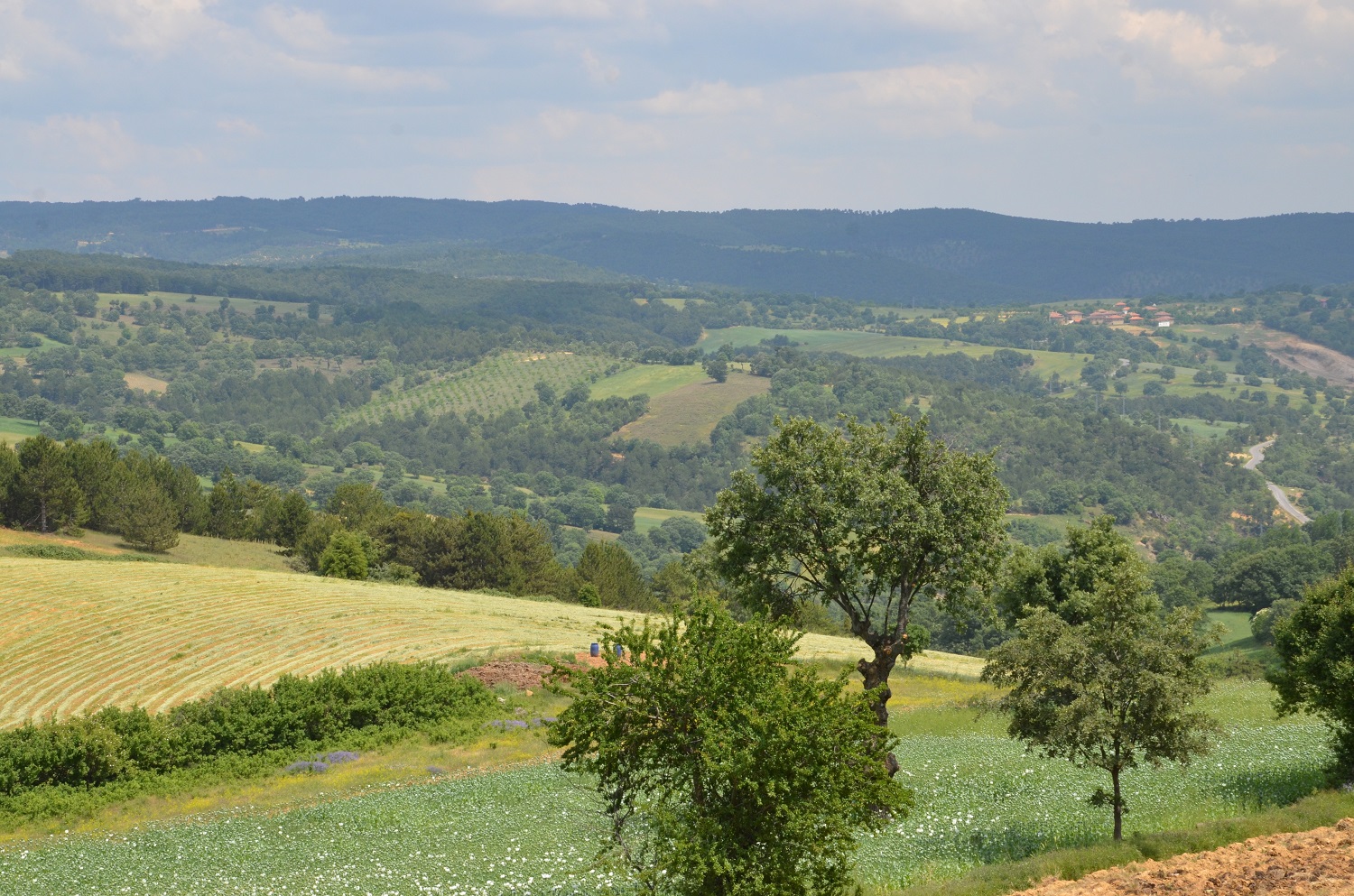 Murat Dağı için kritik sınav! Çevre platformlarından mahkemeye çıkarma