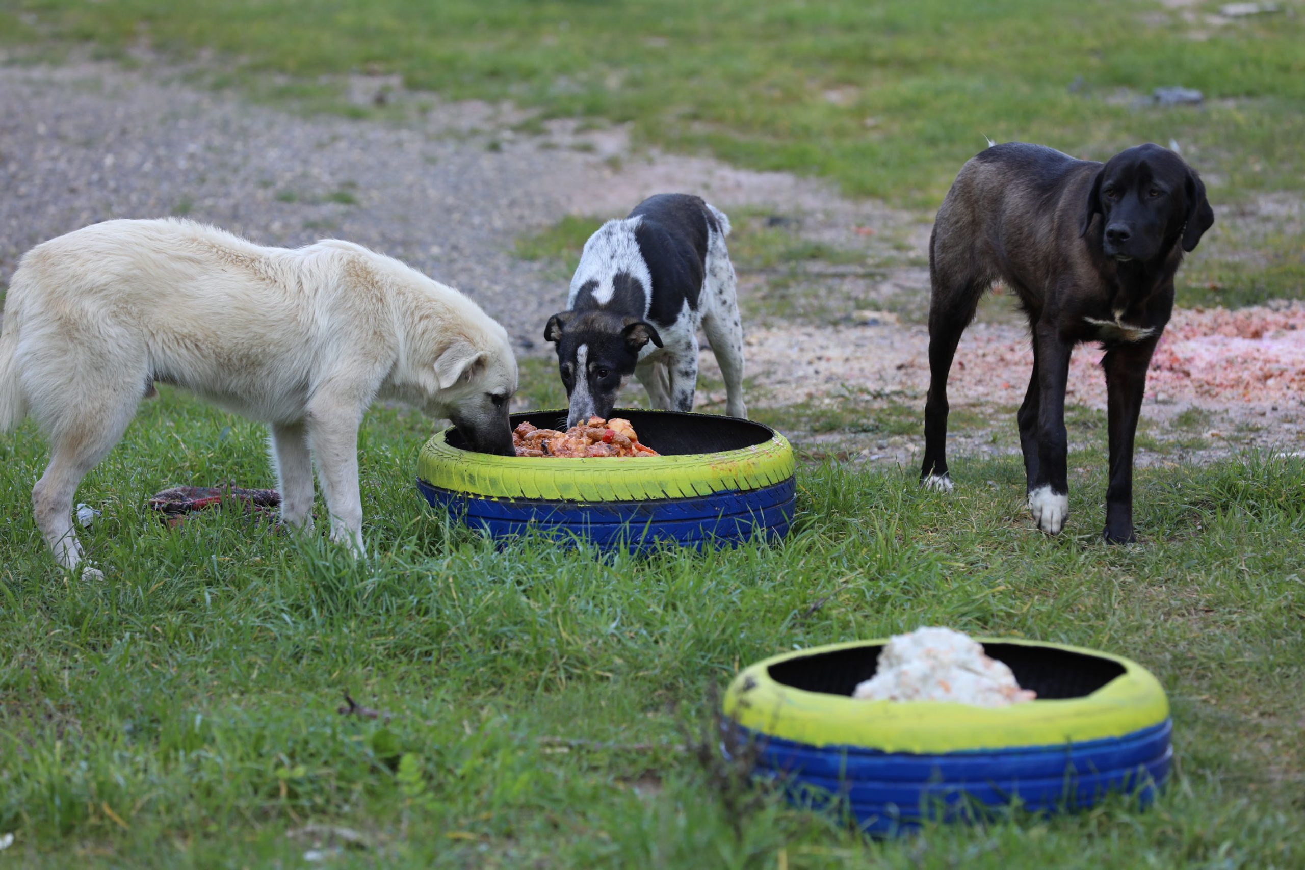 Buca Belediyesi'nden soğuk havada can dostlarına mama desteği