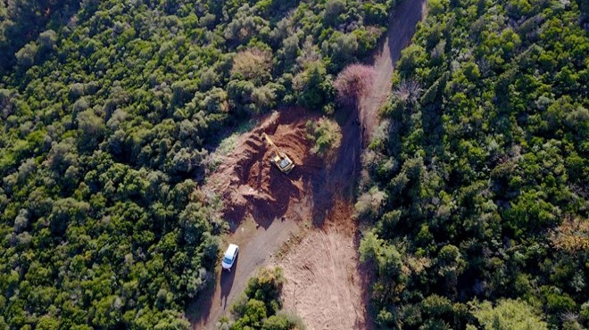 Büyükada'da karantina: 81 at itlaf edildi!