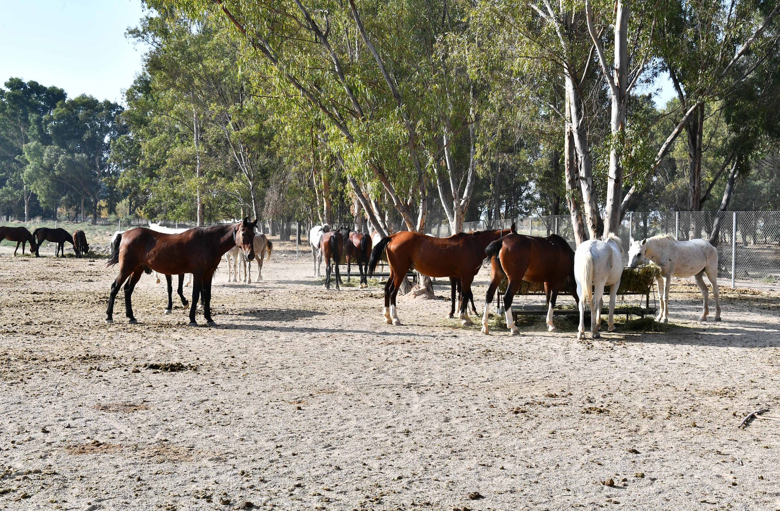 İzmir'deki fayton atlarında yeni gelişme: Sasalı diye topladılar Ankara'ya gönderdiler