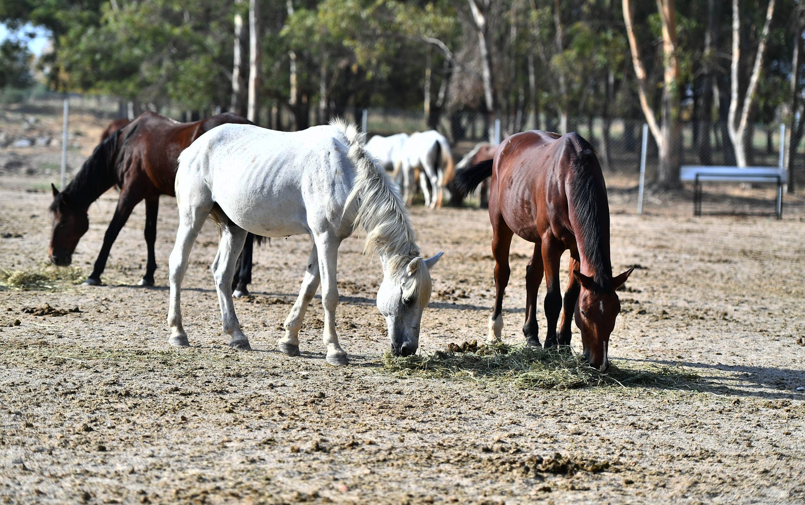 İzmir'in fayton atları Ankara'da... Fakat ne amaçla götürüldüğünü kimse bilmiyor!