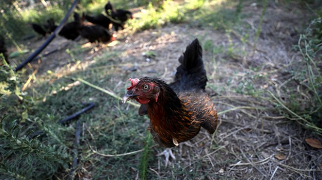 Ünlü cerrah uyardı: Gezen tavukta büyük tehlike!