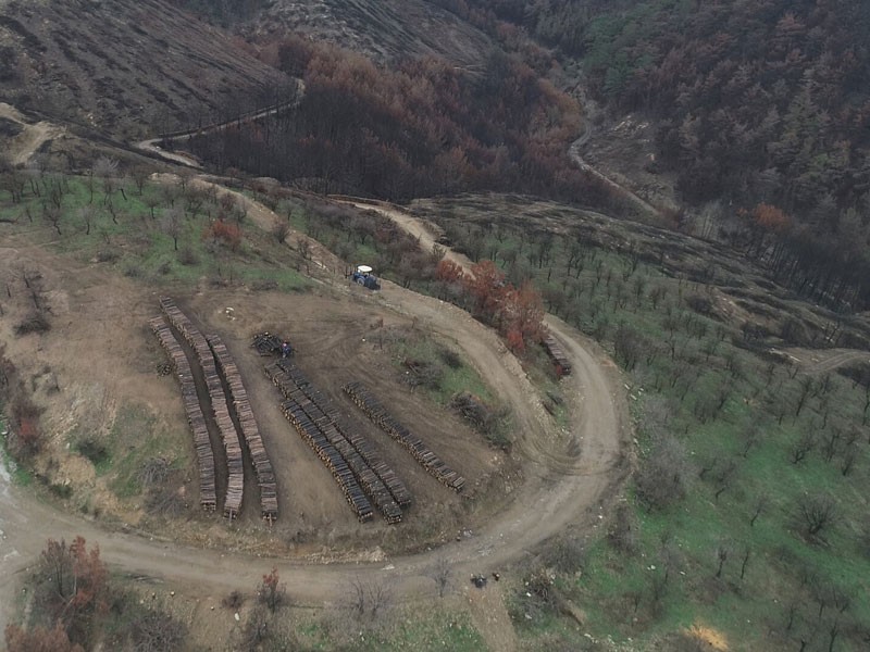 Yanan orman ağaçları için ailecek seferberlik