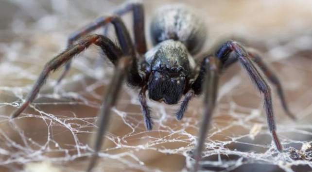 Avustralya'da yangın, dolu ve selden sonra örümcek istilası!