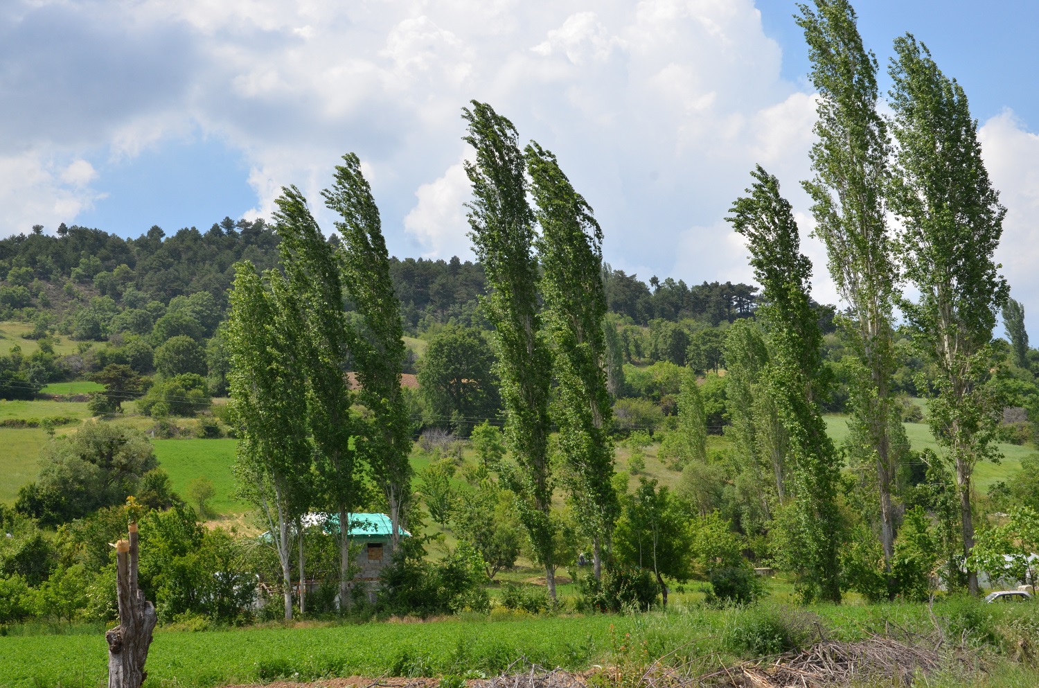 Çevre değil talan bakanlığı: Murat Dağı'nda bakanlığın akılalmaz maden ısrarı