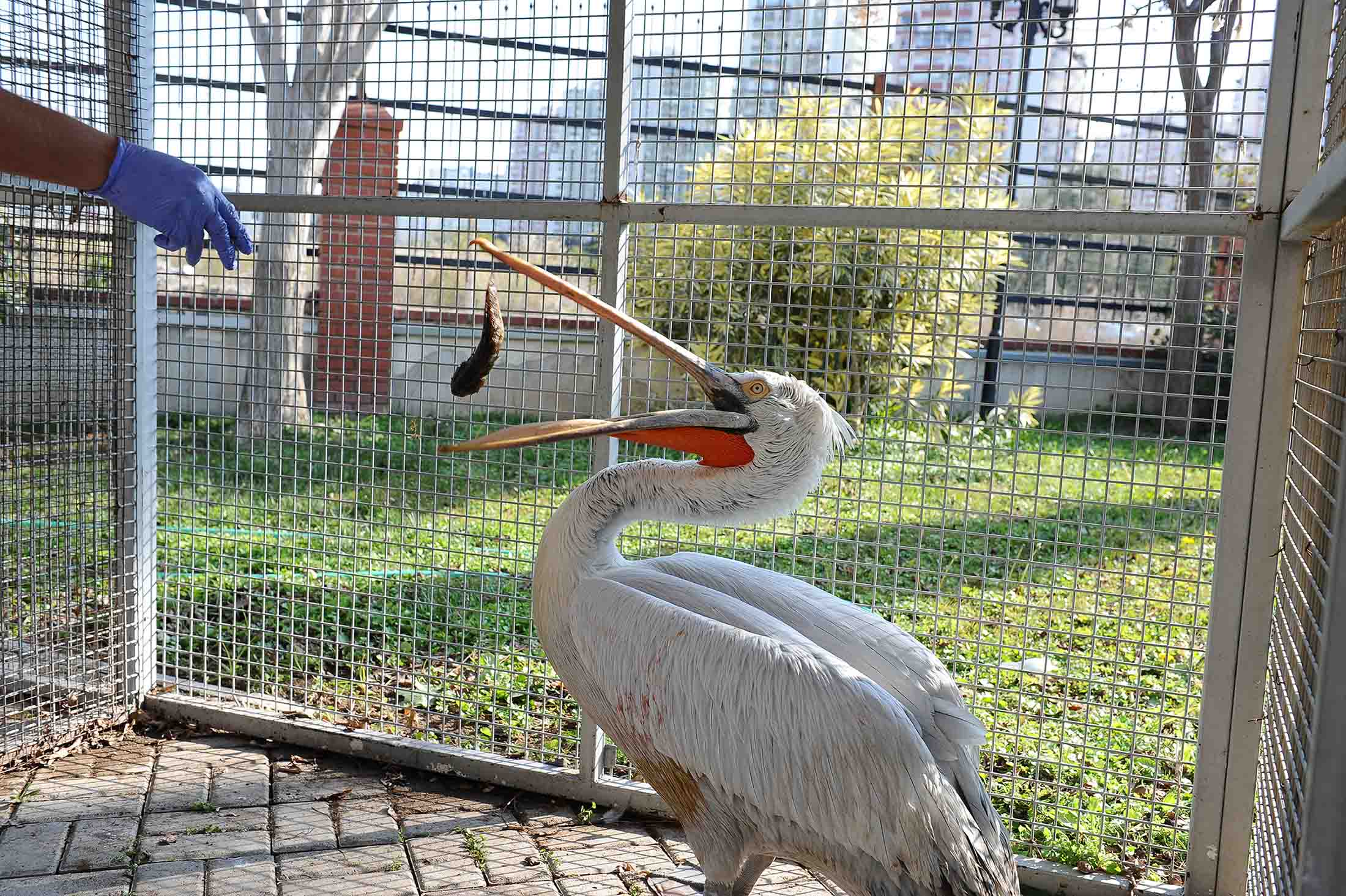Pelikan Şakir sağlığına kavuştu, evine döndü