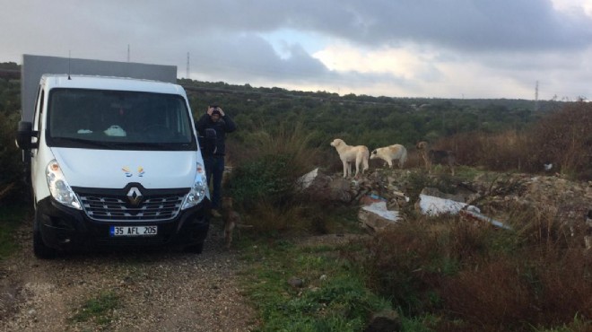 Urla Belediyesi can dostlarına sahip çıktı