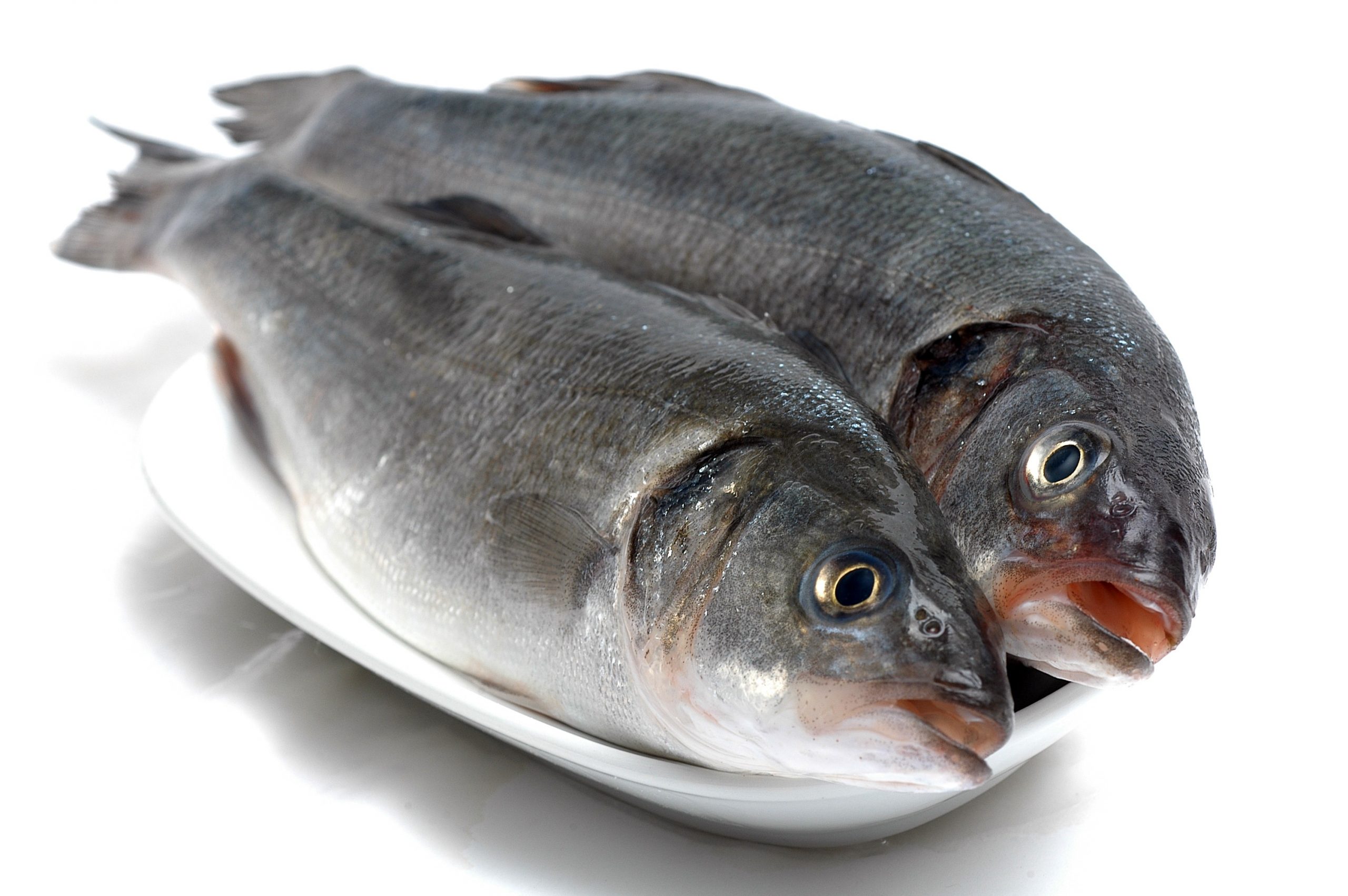 “Levrek bahane, spor ve eğlence şahane” diyenler… Haydi Levrek Avına!