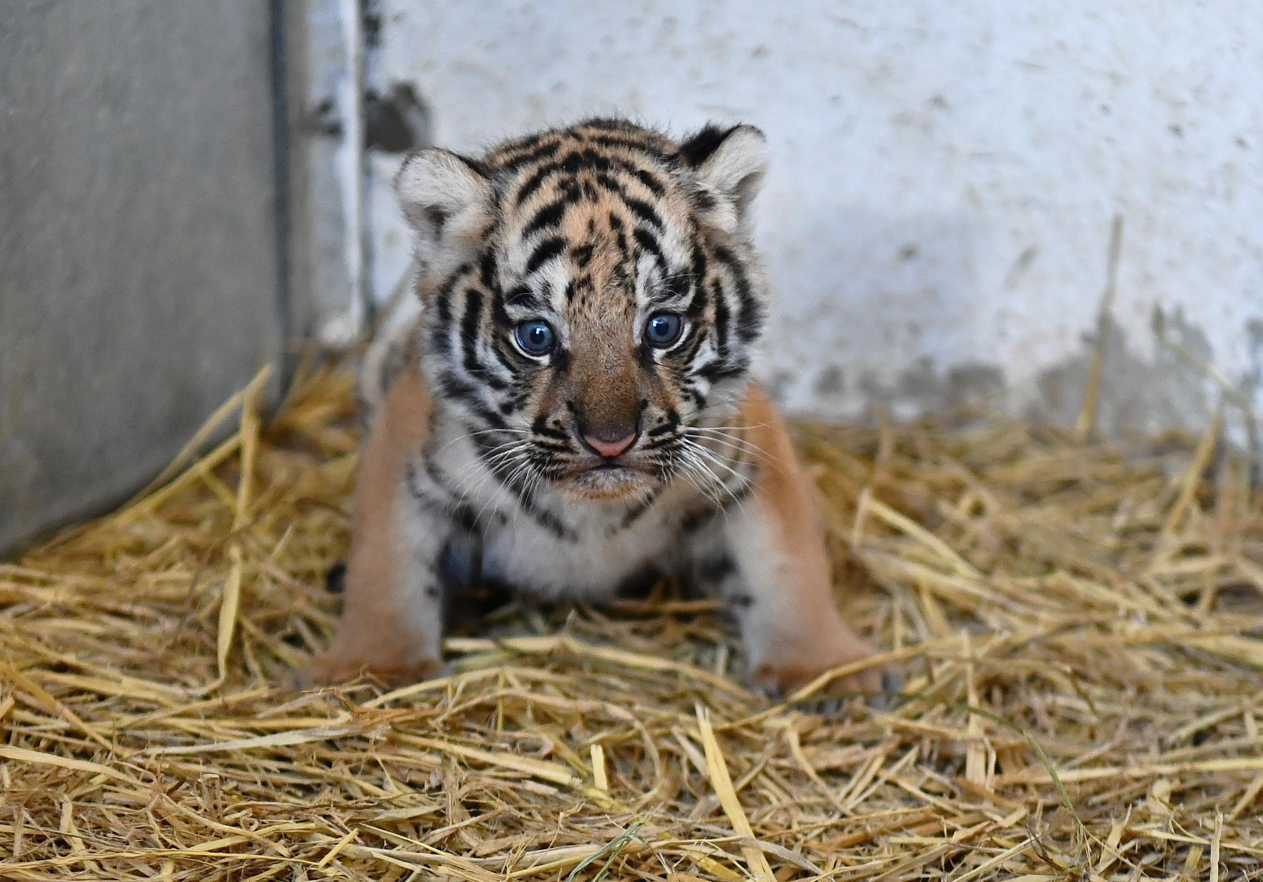Doğal Yaşam Parkı ailesine yeni üye: İzmir'in yavru kaplanı oldu