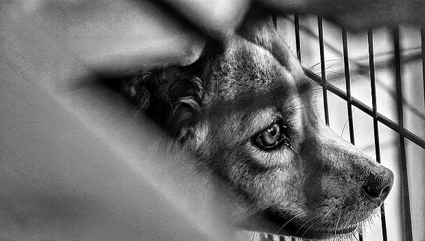 Ocak ayında 47'si işkence, 48 bin hayvanın yaşam hakkı gasp edildi!