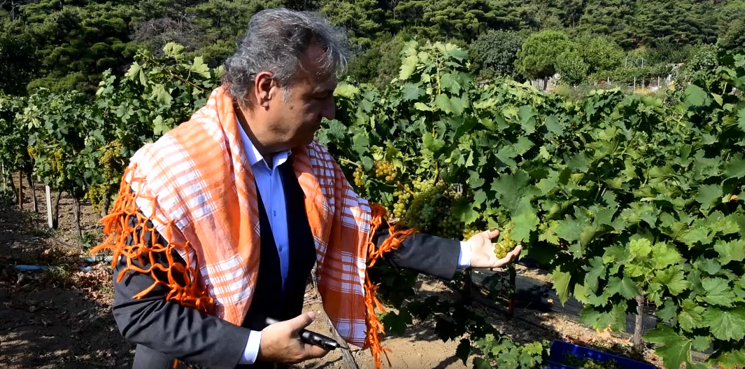 Bornova Misketi için yeni bağ oluşturuluyor