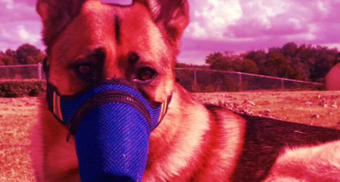 Koronavirüs ilk kez bir köpekte görüldü!