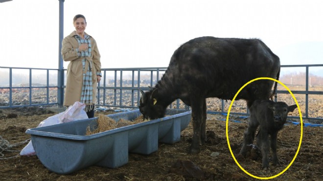 Selçuk’ta yarım asır sonra ilk yavru: Kentin adını yaşatacak 'Efes'