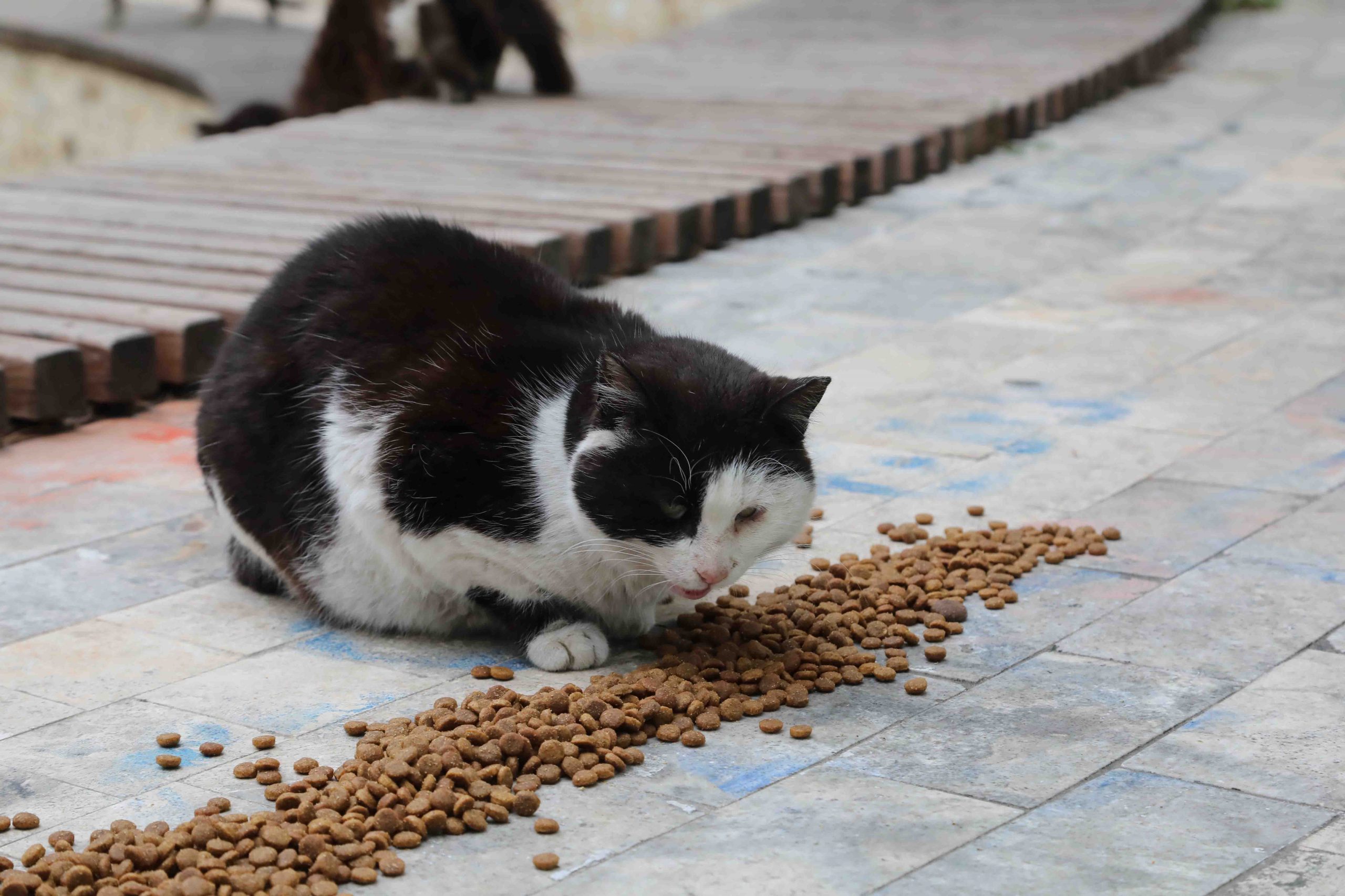 Bayraklı Belediyesi’nden can dostlara su ve mama