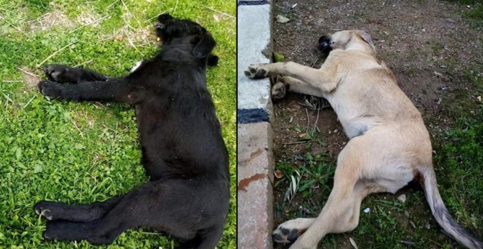 Bornova Da Korkunc Olay Yavru Kopekleri Zehirlediler Manset Ege Ye Bakis